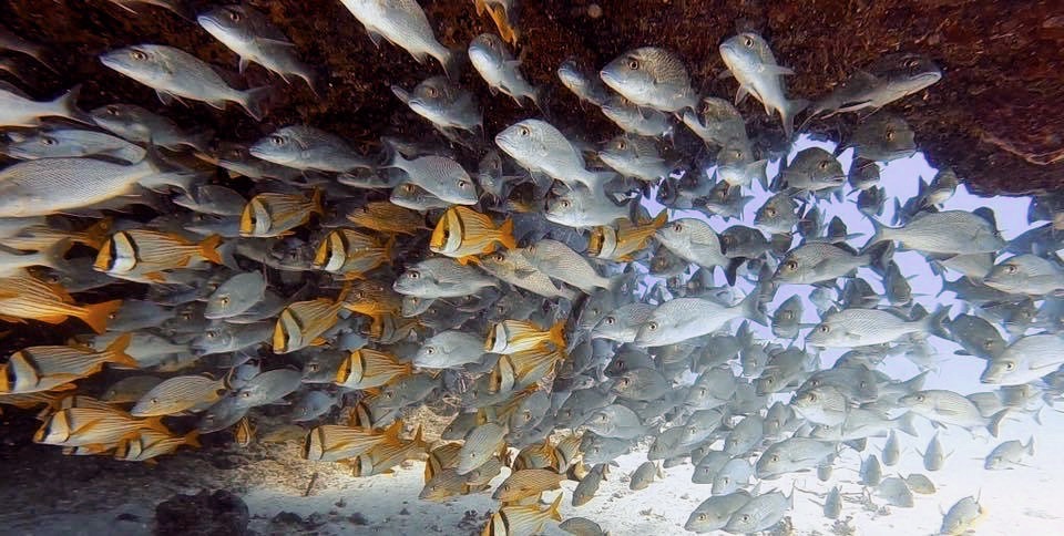 82024029_10159069044473942_5778164595893993472_n